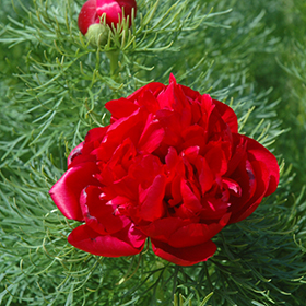 Fern peony deals