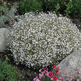 Creeping Baby's Breath (Gypsophila repens) in Lethbridge Coaldale