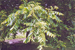 Butternut White Walnut (Juglans cinerea) at Green Haven Garden Centre
