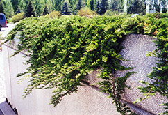 Prince of Wales Juniper (Juniperus horizontalis 'Prince of Wales') at Green Haven Garden Centre
