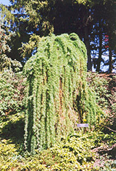 Weeping  Larch (Larix decidua 'Pendula') at Green Haven Garden Centre