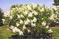 Mount Baker Lilac (Syringa x hyacinthiflora 'Mount Baker') at Green Haven Garden Centre