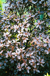 P.J.M. Elite Rhododendron (Rhododendron 'P.J.M. Elite') at Green Haven Garden Centre