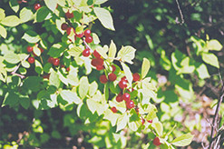 Nanking Cherry (Prunus tomentosa) at Green Haven Garden Centre