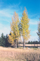Prairie Sky Poplar (Populus 'Prairie Sky') at Green Haven Garden Centre