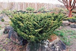 Shimpaku Juniper (Juniperus chinensis 'Shimpaku') at Green Haven Garden Centre