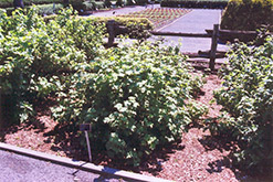Red Lake Currant (Ribes rubrum 'Red Lake') at Green Haven Garden Centre