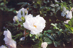 Blanc Double de Coubert Rose (Rosa 'Blanc Double de Coubert') at Green Haven Garden Centre
