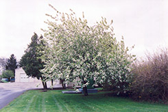 Common Mayday (Prunus padus 'var. commutata') at Green Haven Garden Centre
