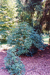 Korsor Elderberry (Sambucus nigra) at Green Haven Garden Centre
