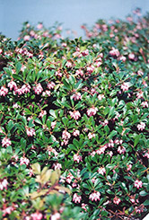 Vancouver Jade Bearberry (Arctostaphylos uva-ursi 'Vancouver Jade') at Green Haven Garden Centre