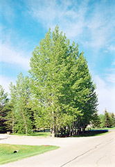 Prairie Sky Poplar (Populus 'Prairie Sky') at Green Haven Garden Centre