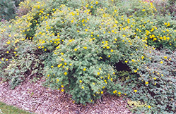 Yellow Gem Potentilla (Potentilla fruticosa 'Yellow Gem') at Green Haven Garden Centre