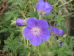 Orion Cranesbill (Geranium 'Orion') at Green Haven Garden Centre