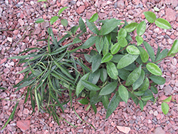 Hoya Plant (Hoya carnosa 'Jade') at Green Haven Garden Centre
