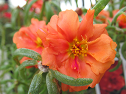 Happy Hour Orange Portulaca (Portulaca grandiflora 'PAS752674') at Green Haven Garden Centre