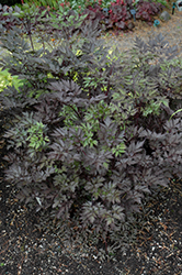 Black Negligee Bugbane (Actaea racemosa 'Black Negligee') at Green Haven Garden Centre