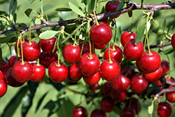 Crimson Passion Cherry (tree form) (Prunus 'Crimson Passion (tree form)') at Green Haven Garden Centre