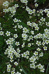 Spring Snow Saxifrage (Saxifraga x arendsii 'Spring Snow') at Green Haven Garden Centre