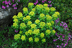 Cushion Spurge (Euphorbia polychroma) at Green Haven Garden Centre