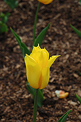 Yokohama Tulip (Tulipa 'Yokohama') at Green Haven Garden Centre