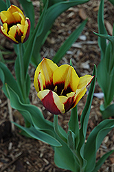 Gavota Tulip (Tulipa 'Gavota') at Green Haven Garden Centre