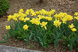 Monte Carlo Tulip (Tulipa 'Monte Carlo') at Green Haven Garden Centre
