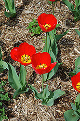Oxford Tulip (Tulipa 'Oxford') at Green Haven Garden Centre