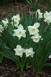 Mount Hood Daffodil (Narcissus 'Mount Hood') at Green Haven Garden Centre