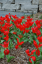 Red Emperor Tulip (Tulipa fosteriana 'Red Emperor') at Green Haven Garden Centre