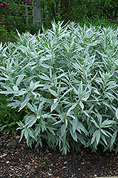 White Mugwort (Artemisia lactiflora) at Green Haven Garden Centre