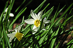 Jack Snipe Daffodil (Narcissus 'Jack Snipe') at Green Haven Garden Centre