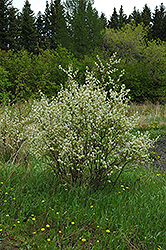 Honeywood Saskatoon (Amelanchier alnifolia 'Honeywood') at Green Haven Garden Centre