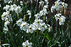 Poeticus Recurvus Daffodil (Narcissus 'Poeticus Recurvus') at Green Haven Garden Centre