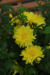 Morden Canary Chrysanthemum (Chrysanthemum 'Morden Canary') at Green Haven Garden Centre