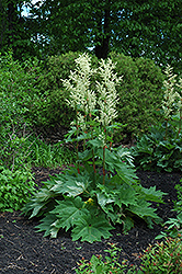 Ornamental Rhubarb (Rheum palmatum 'var. tanguticum') at Green Haven Garden Centre