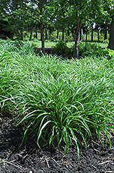 Moor Grass (Molinia caerulea) at Green Haven Garden Centre