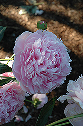 Shirley Temple Peony (Paeonia 'Shirley Temple') at Green Haven Garden Centre