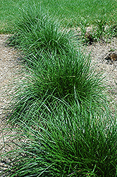 Tufted Hair Grass (Deschampsia cespitosa) at Green Haven Garden Centre