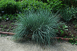 Blue Oat Grass (Helictotrichon sempervirens) at Green Haven Garden Centre