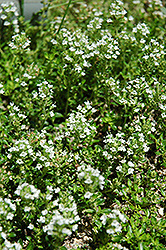 White Moss Thyme (Thymus praecox 'Albus') at Green Haven Garden Centre
