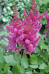 Visions Astilbe (Astilbe chinensis 'Visions') at Green Haven Garden Centre