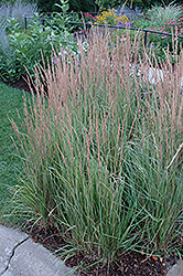 Variegated Reed Grass (Calamagrostis x acutiflora 'Overdam') at Green Haven Garden Centre