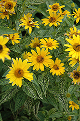Loraine Sunshine False Sunflower (Heliopsis helianthoides 'Loraine Sunshine') at Green Haven Garden Centre