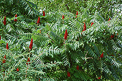 Staghorn Sumac (Rhus typhina) at Green Haven Garden Centre