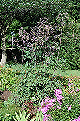 Rochebrun Meadow Rue (Thalictrum rochebrunianum) at Green Haven Garden Centre