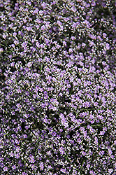 Sea Lavender (Limonium latifolium) at Green Haven Garden Centre