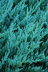 Blue Chip Juniper (Juniperus horizontalis 'Blue Chip') at Green Haven Garden Centre