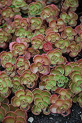 Fulda Glow Stonecrop (Sedum spurium 'Fuldaglut') at Green Haven Garden Centre