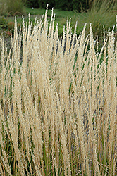Karl Foerster Reed Grass (Calamagrostis x acutiflora 'Karl Foerster') at Green Haven Garden Centre